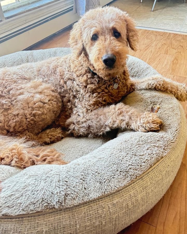 Curly apricot doodle lying in a round dog bed