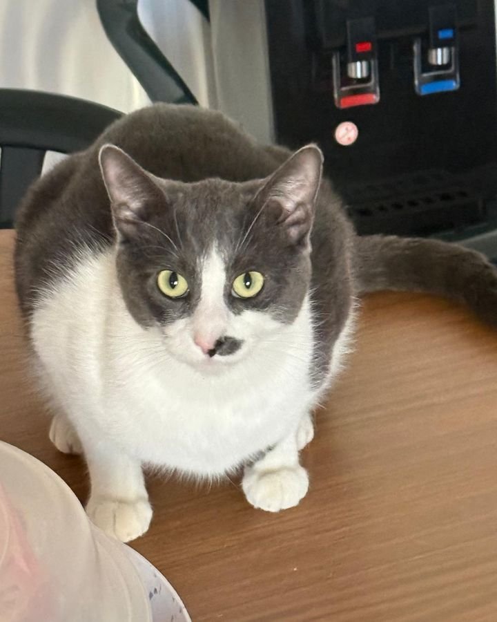 Grey and white cat sitting on a table during a cozy cat visit