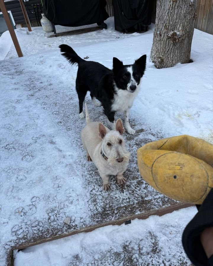 Black and white dog and small cream terrier playing in the snow