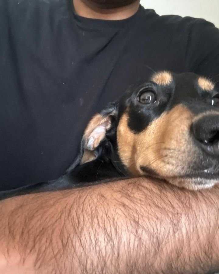 Black and tan dachshund snuggled in a sitter&rsquo;s arms