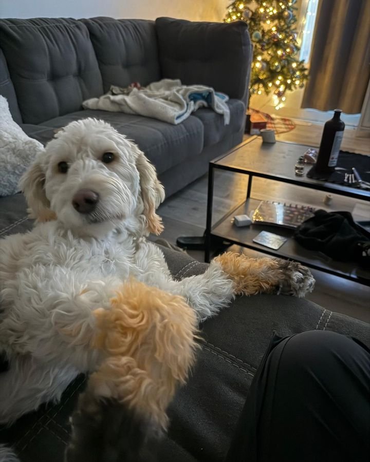 Fluffy cream doodle resting on the couch beside a Christmas tree