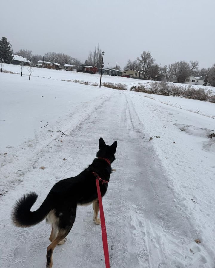 Black and tan dog on a red leash during a snowy winter walk