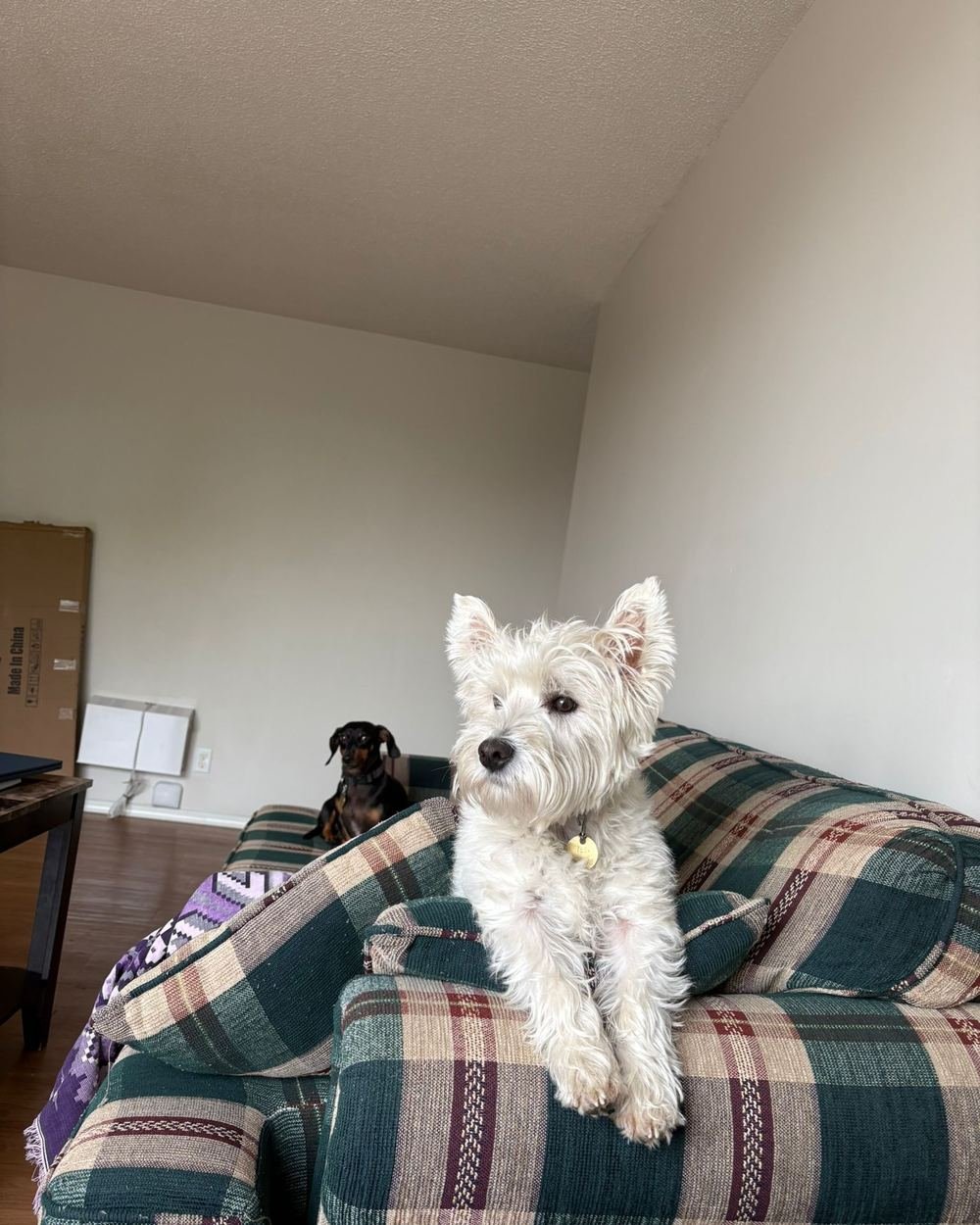 Dog Boarding in Swift Current, Never a Kennel | Bark Buddy