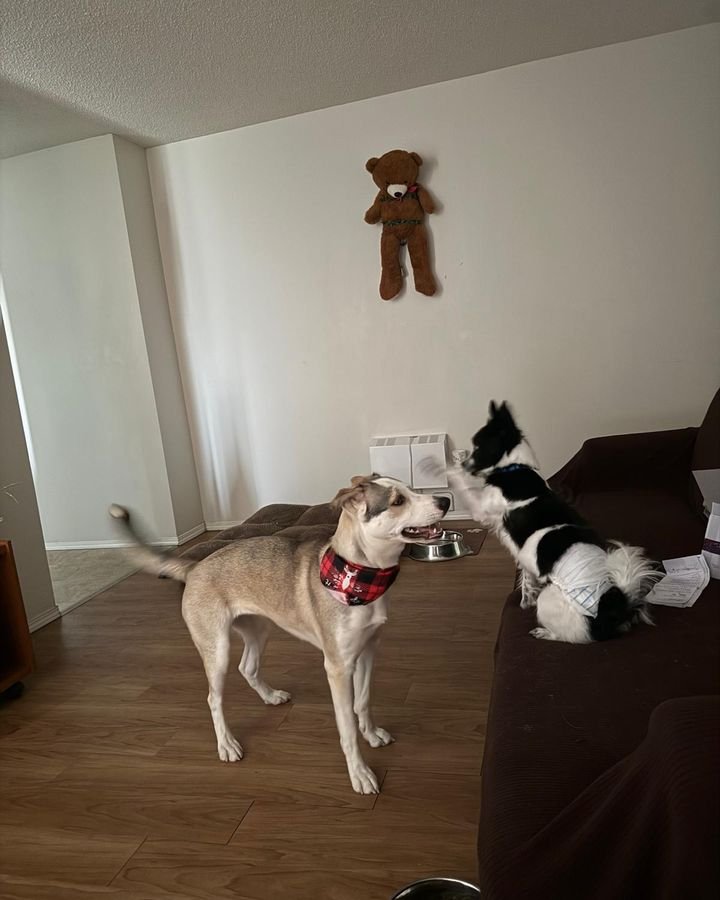 Tan dog and black and white dog playing indoors at daycare