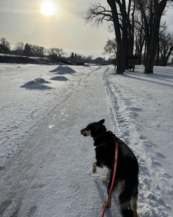 Black dog on a pink leash walking a snowy trail