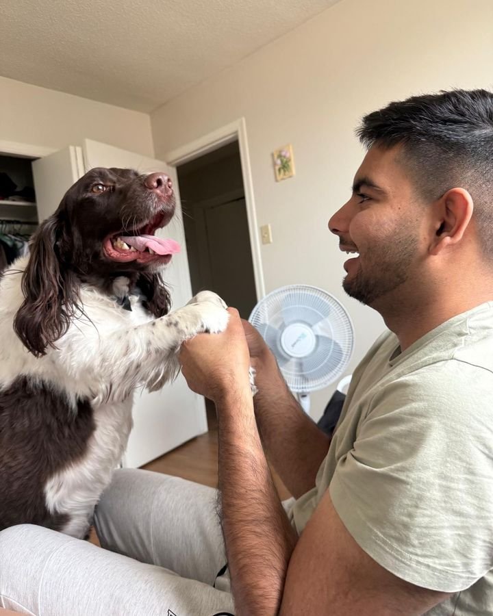 Brown and white spaniel shaking paws with a Bark Buddy sitter