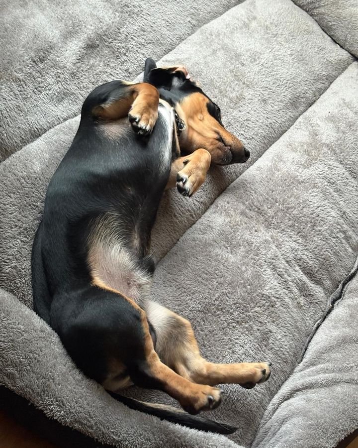 Black and tan dog stretched out on a plush dog bed