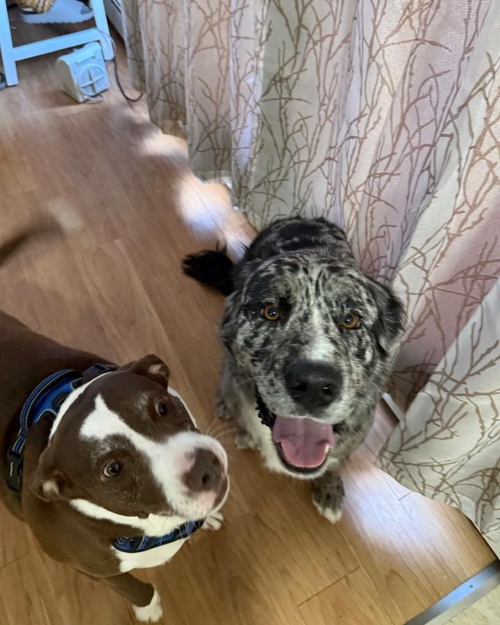Two happy dogs looking up at the camera indoors