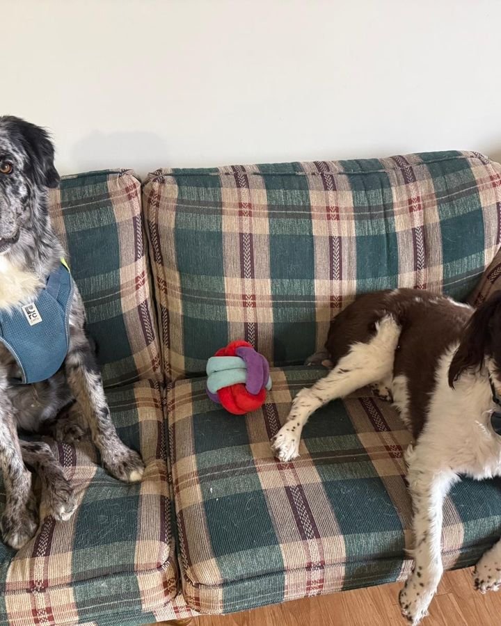 Merle dog and brown and white dog relaxing on a plaid couch