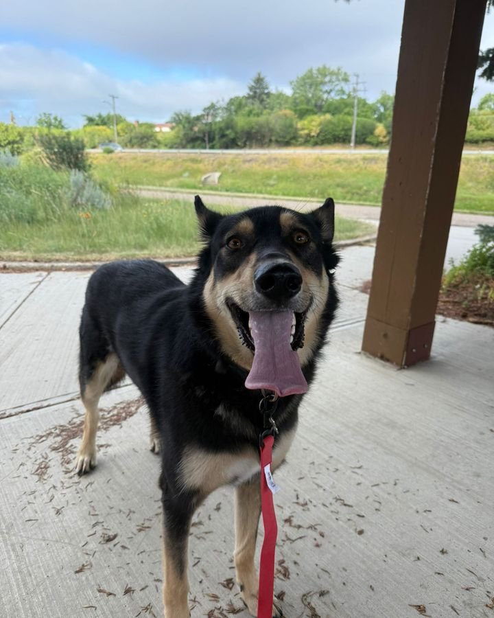 Black and tan dog on a red leash, smiling on a sunny walk in Swift Current