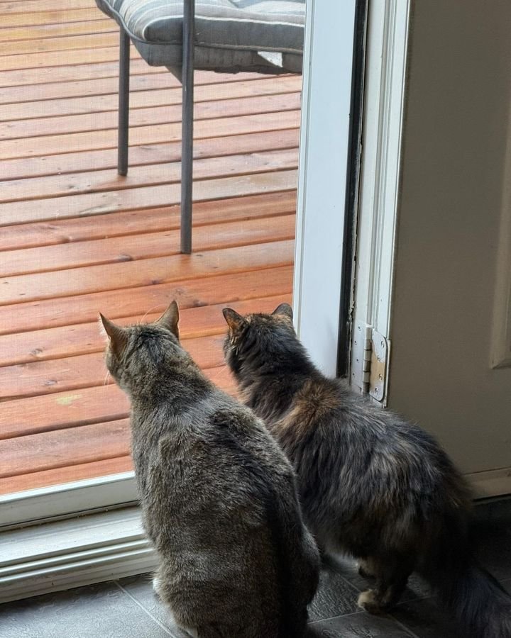 Two tabby cats looking out of a patio door during a cat visit
