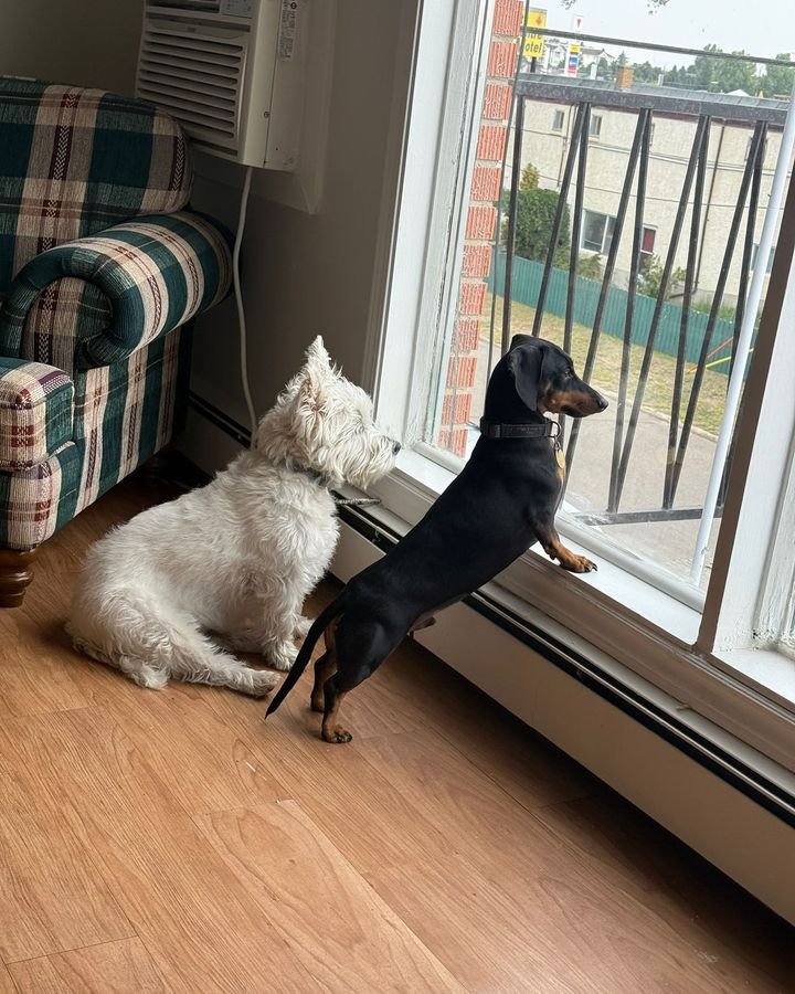 White terrier and black dachshund watching out of the balcony door