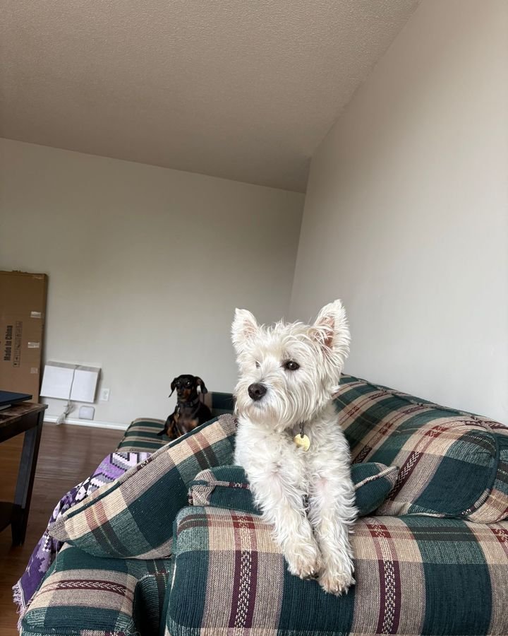 Small white terrier sitting on a plaid couch during a stay at Bark Buddy