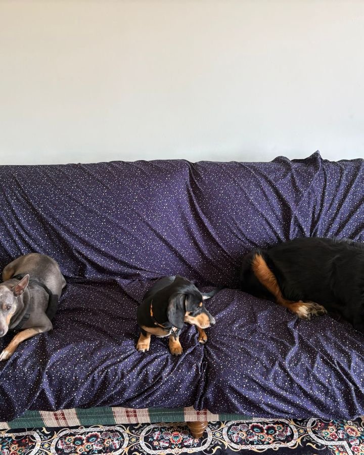 Three small dogs resting together on a couch at Bark Buddy