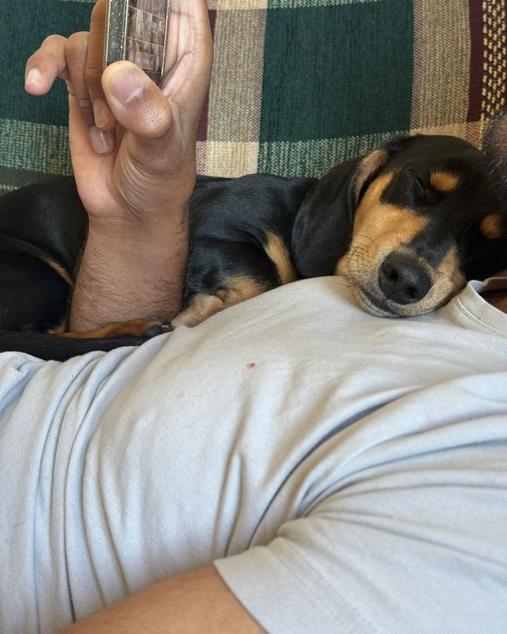 Black and tan dachshund napping on a sitter&rsquo;s shoulder