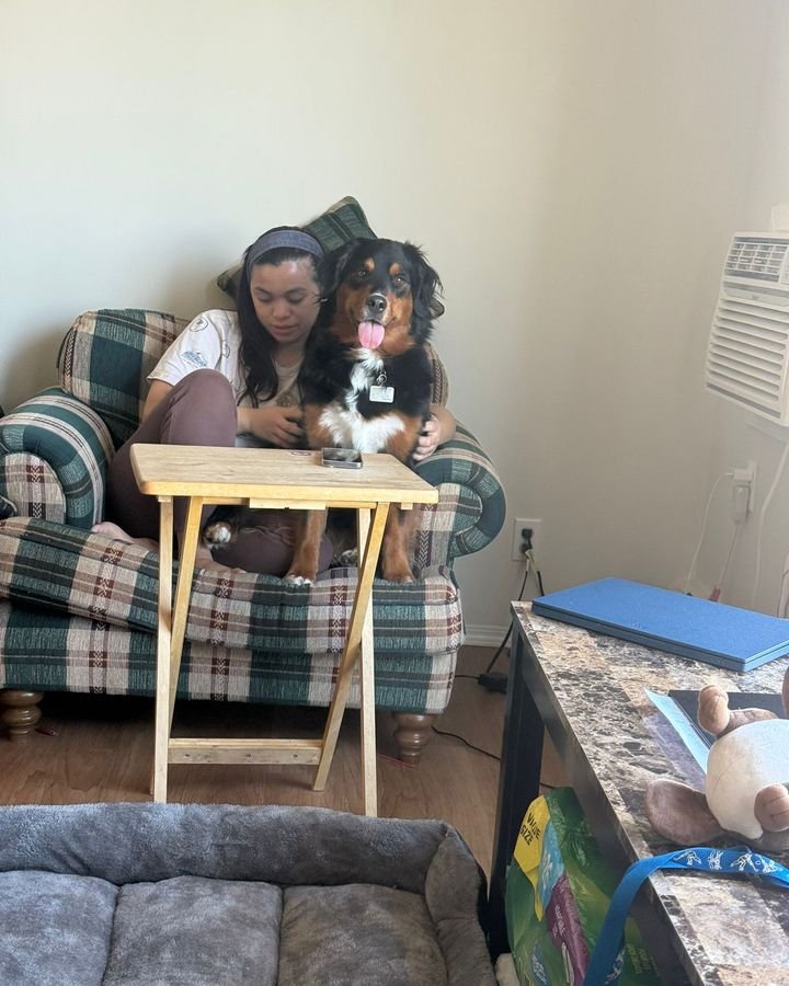 Long-haired tricolour dog cuddling with a sitter in an armchair