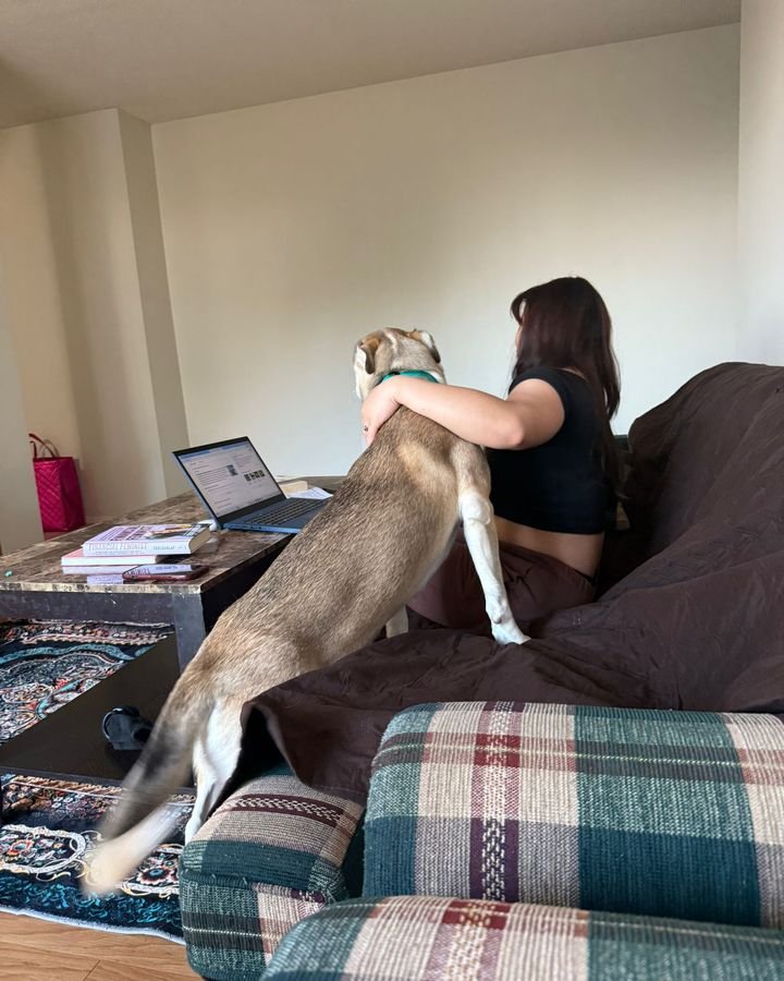 Tall grey and white dog greeting a sitter on the couch