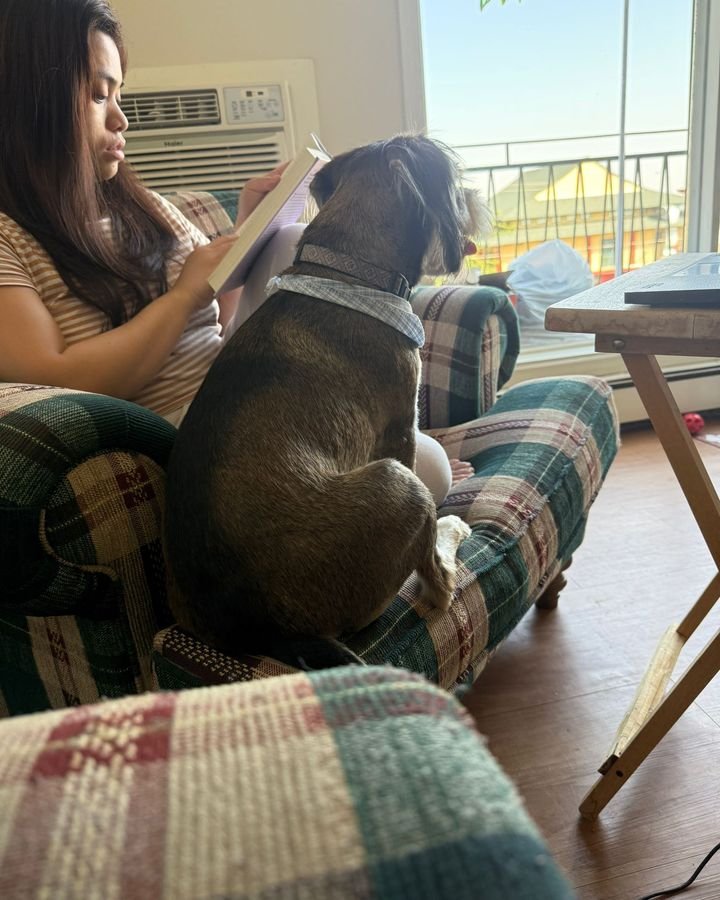 Brown dog in a harness relaxing on a plaid chair beside a sitter