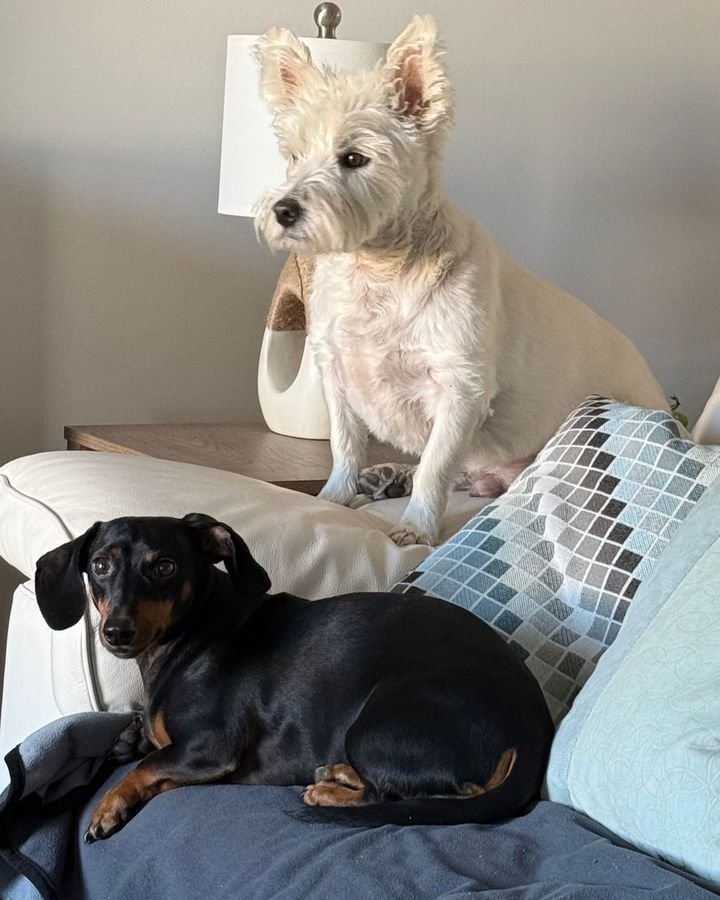 White terrier and black dachshund relaxing on a sofa