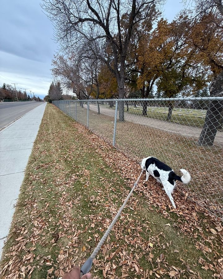 Black and white dog on an autumn leash walk beside a park fence