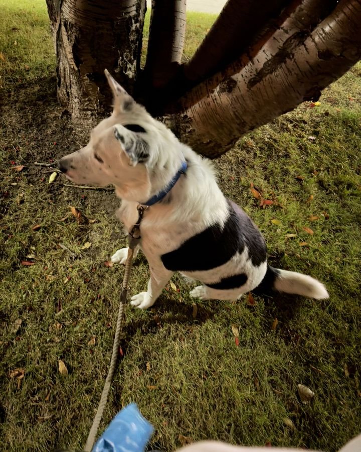 White dog with black patches sitting on the grass under a tree