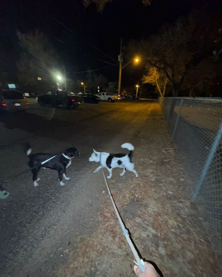 Two black and white dogs on an evening leash walk